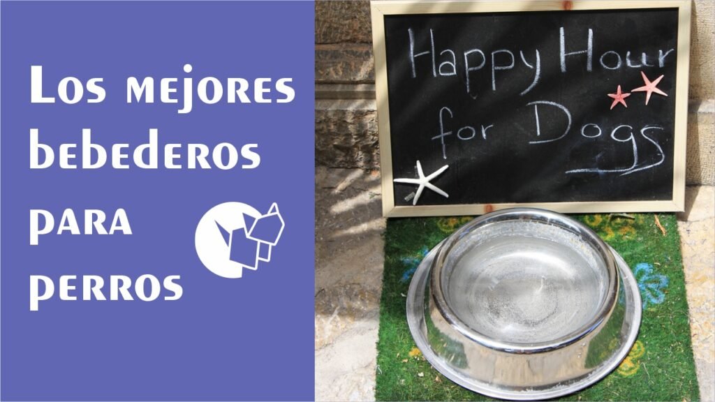 Los mejores bebederos para perros