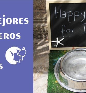 Los mejores bebederos para perros