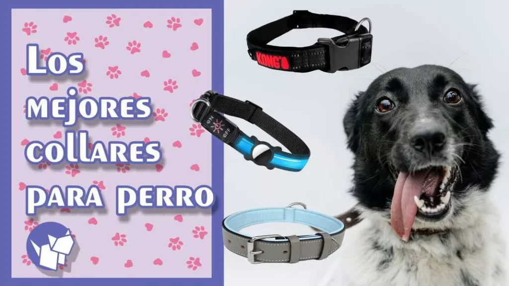 Los collares para perro son un accesorio importante que mantiene segura a tu mascota y expresa su personalidad. Aquí los mejores: