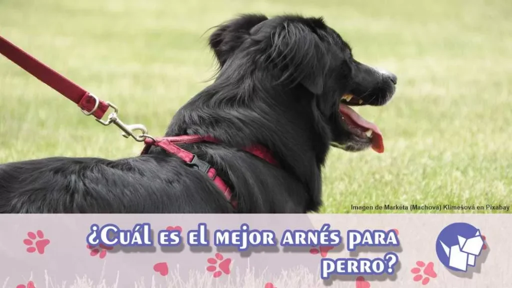 Cuando se trata de pasear a tu lomito, es importante tomar la elección de cuál es el mejor arnés para perro para su beneficio