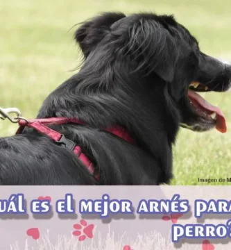 Cuando se trata de pasear a tu lomito, es importante tomar la elección de cuál es el mejor arnés para perro para su beneficio