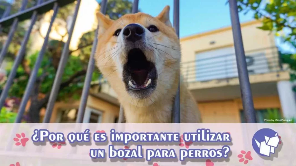 El uso de bozal para perros se convierte en una herramienta esencial para garantizar la seguridad tanto de tu mascota como de otros animales