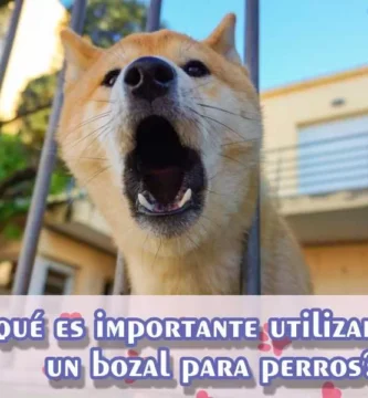 El uso de bozal para perros se convierte en una herramienta esencial para garantizar la seguridad tanto de tu mascota como de otros animales