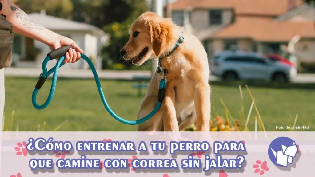 Aquí te compartimos consejos prácticos para enseñar a tu perro a caminar sin jalar la correa y tus paseos sean más placenteros