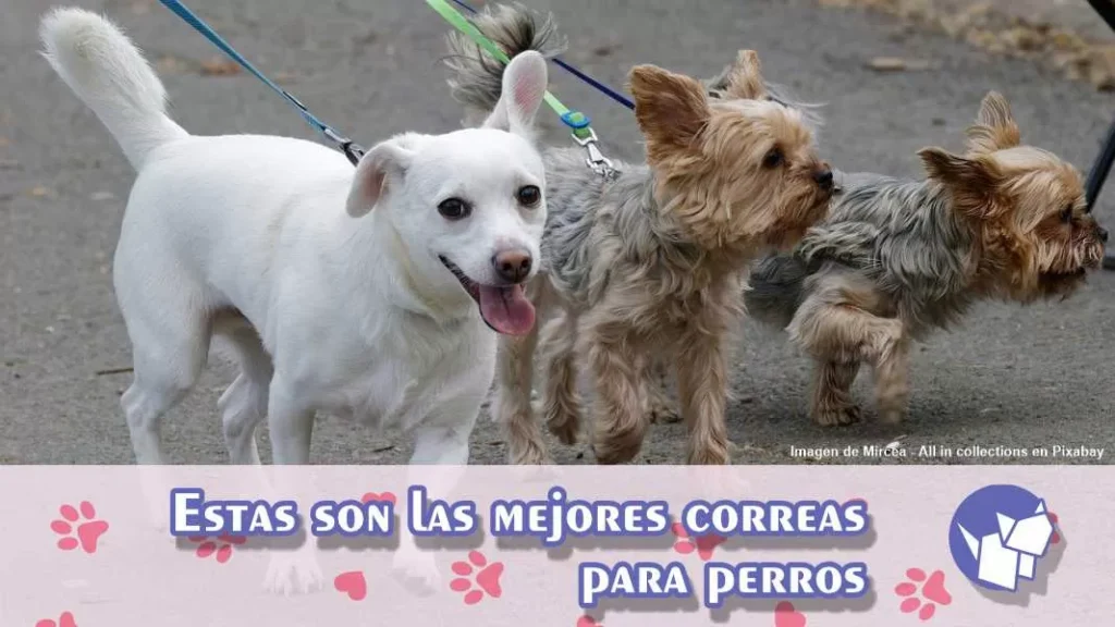 Cuando se trata de pasear a tu lomito, elegir una de tantas correas para perros debe ser una buena decisión, te contamos sobre las mejores