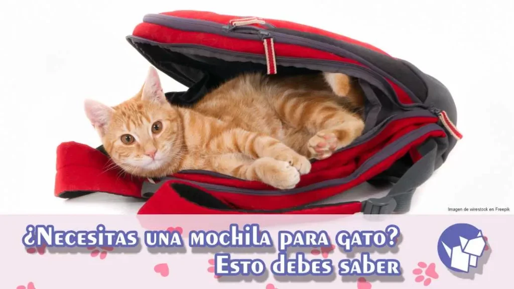 Elegir la mejor mochila para gato puede parecer una tarea difícil, pero en realidad es bastante sencillo si sigues algunos consejos.