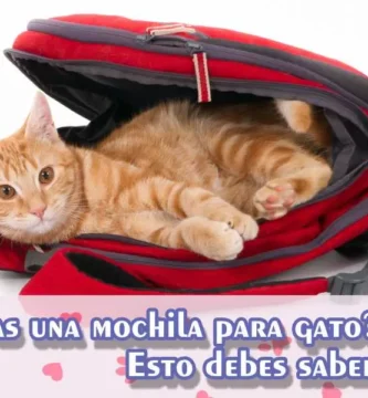 Elegir la mejor mochila para gato puede parecer una tarea difícil, pero en realidad es bastante sencillo si sigues algunos consejos.