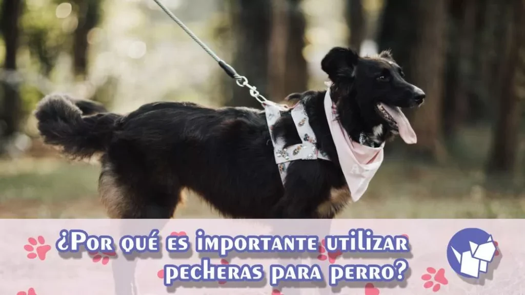 Conoce los beneficios de las pecheras para perro aquí