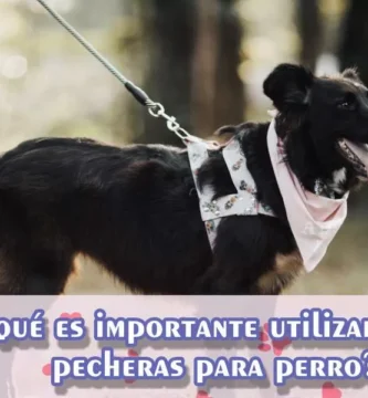 Conoce los beneficios de las pecheras para perro aquí