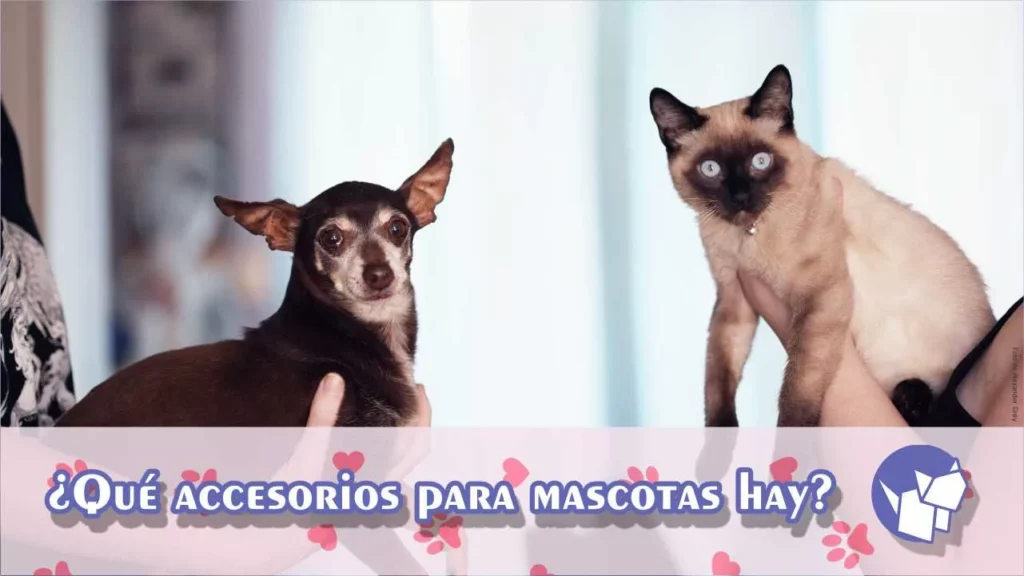 Te proporcionamos un resumen de los accesorios para mascotas necesarios para tener un equipamiento básico para el cuidado de tus peludos