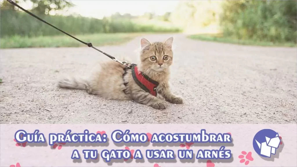 Muchos dueños de gatos desean llevar a sus felinos al aire libre de manera segura, y una excelente opción para lograrlo es enseñarles a usar un arnés