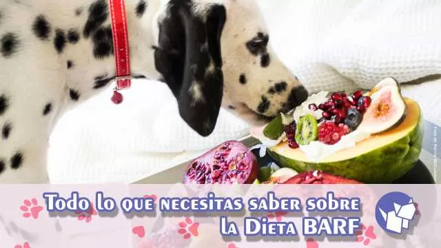 La Dieta BARF es una tendencia alimentaria que ha ganado popularidad entre dueños de mascotas preocupados por la salud de sus amigos peludos