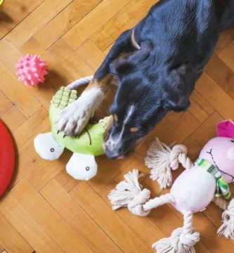 Descubre qué es lo que más compra la gente para sus mascotas. Desde alimentos y juguetes hasta servicios de cuidado