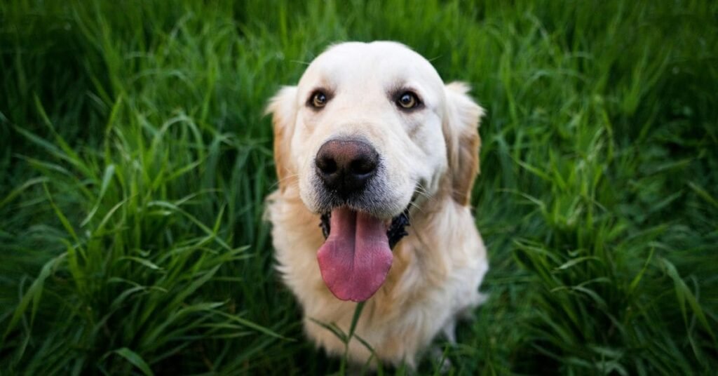 Consejos prácticos para tener un perro feliz, así como recomendaciones de productos que ayuden a la felicidad de tu lomito