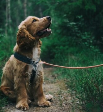 Consejos prácticos de los mejores hábitos y rutina de un perro, así como recomendaciones de accesorios y todo lo que necesita tu lomito